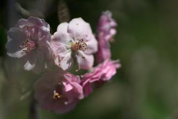 Fototapeta premium Malus is a genus of about 30–55 species of small deciduous trees or shrubs in the family Rosaceae.