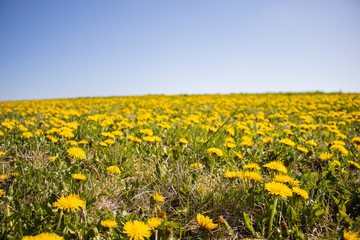 Meadow with carpet of yellow dandelions. Blue clear sky.