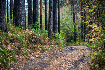 Fototapeta premium Road through beautiful rainy forest. Autumn landscape.
