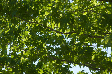 Fototapeta na wymiar Mogo Australia, view up into the canopy of a plane tree