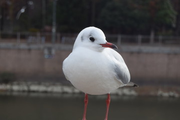 seagull, カモメ, 鳥, 海, 動物, 自然, 白, くちばし, 浜, 野生生物, 水, 羽,...