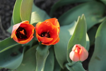 nature cherry blossom tulips grass trees sun sunset