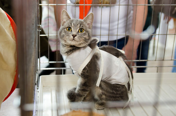 sterilized cat in a bandage in a metal cage for an exhibition