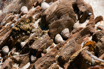 Mossy Point Australia, mollusks clinging to rock crevices at low tide 