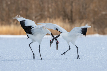 The Red-crowned crane, Grus japonensis The crane is dancing in beautiful artick winter environment Japan Hokkaido Wildlife scene from Asia nature.