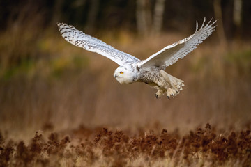Nyctea scandiaca, Snowy owl The bird is flying above the ground in nice wildlife natural environment of North forest