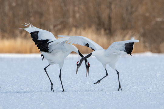 The Red-crowned crane, Grus japonensis The crane is dancing in beautiful artick winter environment Japan Hokkaido Wildlife scene from Asia nature.