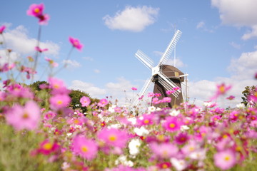 風車よコスモス