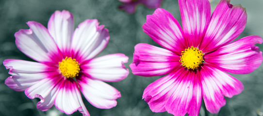 Fototapeta premium Pink cosmos flowers