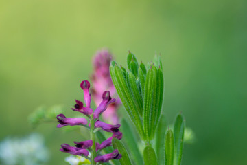 Close-up view of blooming Fumaria officinalis, purple plant in the garden, wild flowers, macro nature, green grass, field, Common fumitory or Earth smoke plant