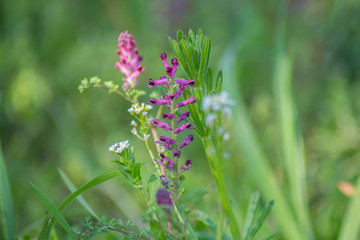 Close-up view of blooming Fumaria officinalis, purple plant in the garden, wild flowers, macro nature, green grass, field, Common fumitory or Earth smoke plant
