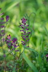 Close-up view of blooming Fumaria officinalis, purple plant in the garden, wild flowers, macro nature, green grass, field, Common fumitory or Earth smoke plant
