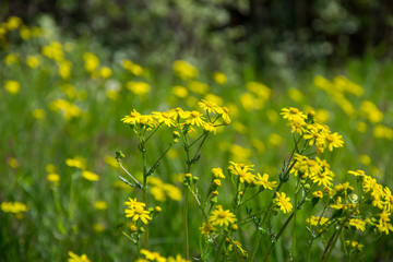 Obraz premium Field of beautiful Dahlberg daisy, meadow with wild flowers and green grass. Yellow blurred bokeh background, seasonal flora