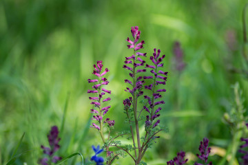 Close-up view of blooming Fumaria officinalis, purple plant in the garden, wild flowers, macro nature, green grass, field, Common fumitory or Earth smoke plant