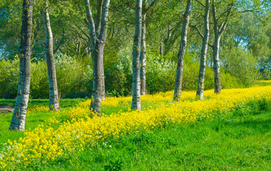 Trees in a green field with grass and yellow wildflowers in sunlight in spring © Naj