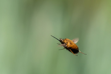 A bee fly in flight on a sunny day in spring