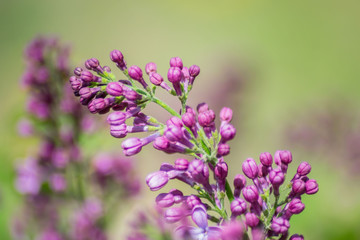 Close-up of purple lilac flower buds in bloom, blossoms in spring season, macro nature outdoors, seasonal, green background