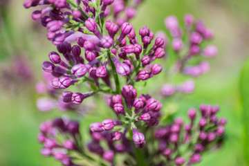 Close-up of purple lilac flower buds in bloom, blossoms in spring season, macro nature outdoors, seasonal, green background