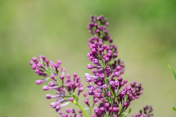 Close-up of purple lilac flower buds in bloom, blossoms in spring season, macro nature outdoors, seasonal, green background