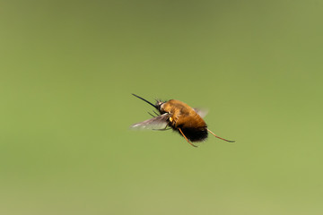 A bee fly in flight on a sunny day in spring