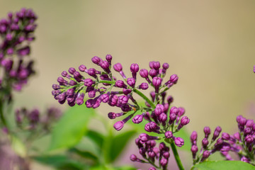 Close-up of purple lilac flower buds in bloom, blossoms in spring season, macro nature outdoors, seasonal, green background