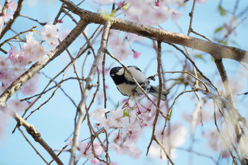 四十雀としだれ桜