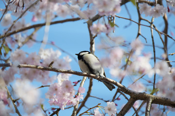 四十雀としだれ桜