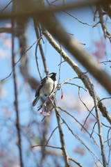 四十雀としだれ桜