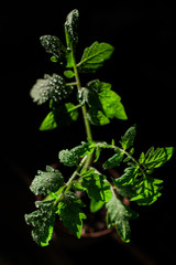 Junge Tomatenpflanze mit Tau auf den Blättern