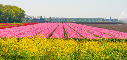 Fototapeta na wymiar Tulips in an agricultural field below a blue sky in sunlight in spring, 
