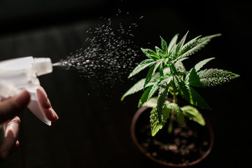 Pflege einer Cannabis Pflanze