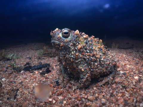 Wild Crucifix Toad (Notaden Bennettii) Emerging From Gravel Substrate During Rainy Night