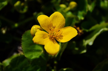 Caltha palustris or kingcup yellow flower, perennial herbaceous plant of the buttercup family