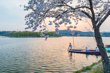 Eco Lake Park Night View with Cherry Blossoms