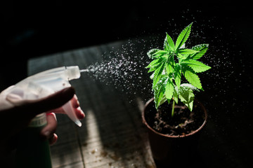 Die Nutzpflanze Cannabis im Anbau