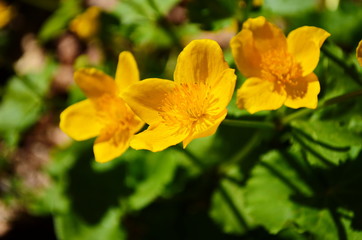 Caltha palustris or kingcup yellow flower, perennial herbaceous plant of the buttercup family