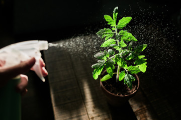 Junge Tomate wird mit einer Sprüflasche bewässert