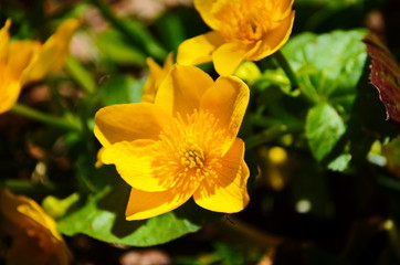 Caltha palustris or kingcup yellow flower, perennial herbaceous plant of the buttercup family