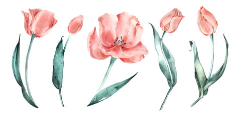 Watercolor tulips set. Salmon Tulips. Coral delicate flowers. - obrazy, fototapety, plakaty