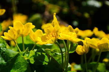 Caltha palustris or kingcup yellow flower, perennial herbaceous plant of the buttercup family