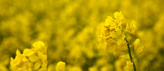 Rape flowers isolated on a yellow blur background.