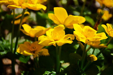 Caltha palustris or kingcup yellow flower, perennial herbaceous plant of the buttercup family