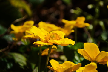 Caltha palustris or kingcup yellow flower, perennial herbaceous plant of the buttercup family