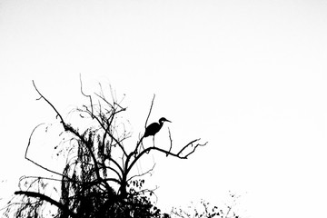 An heron silhouette on a tree branch against the sky