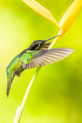 Blue hummingbird Violet Sabrewing flying next to beautiful red flower. Tinny bird fly in jungle. Wildlife in tropic Costa Rica. Two bird sucking nectar from bloom in the forest. Bird behaviour