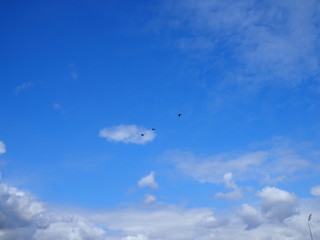 Flock of three Canada Geese flying in formation across a blue sky