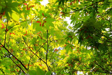 단풍나무와 빨간 열매