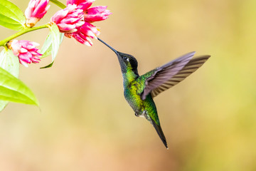 Blue hummingbird Violet Sabrewing flying next to beautiful red flower. Tinny bird fly in jungle. Wildlife in tropic Costa Rica. Two bird sucking nectar from bloom in the forest. Bird behaviour