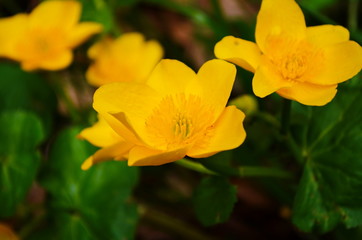 Fototapeta na wymiar Caltha palustris or kingcup yellow flower, perennial herbaceous plant of the buttercup family
