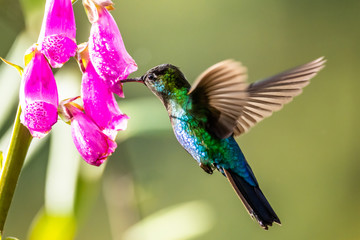 Blue hummingbird Violet Sabrewing flying next to beautiful red flower. Tinny bird fly in jungle. Wildlife in tropic Costa Rica. Two bird sucking nectar from bloom in the forest. Bird behaviour